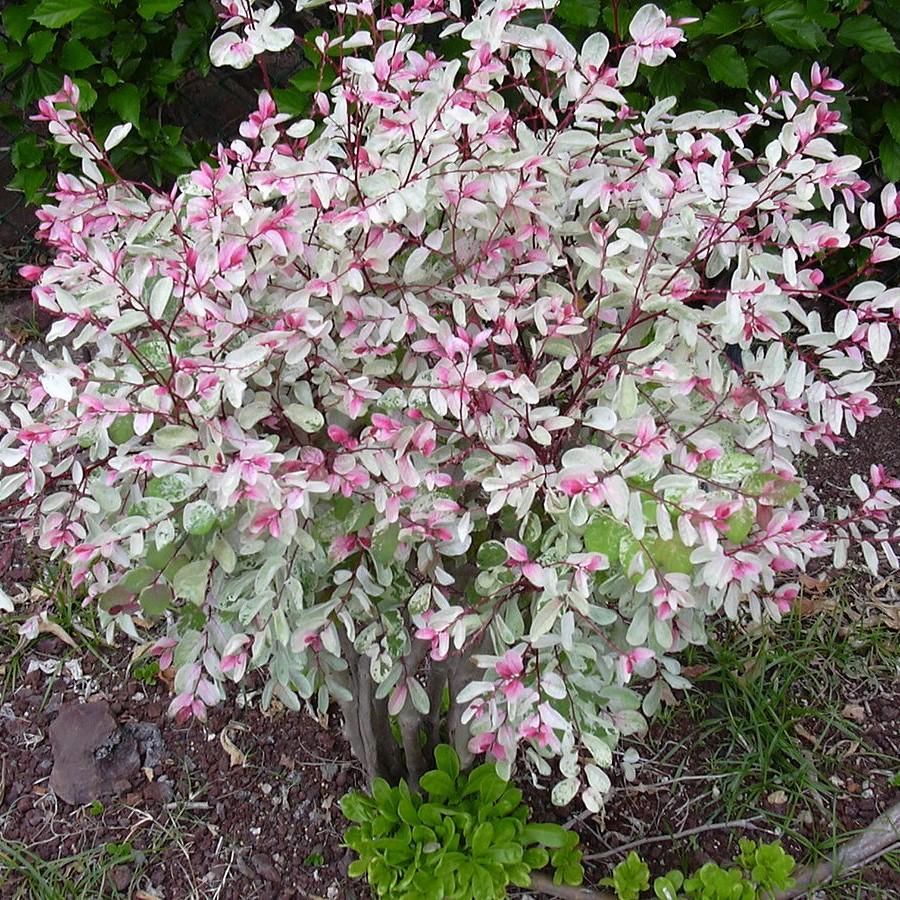 Breynia disticha ~ Snowbush-ServeScape