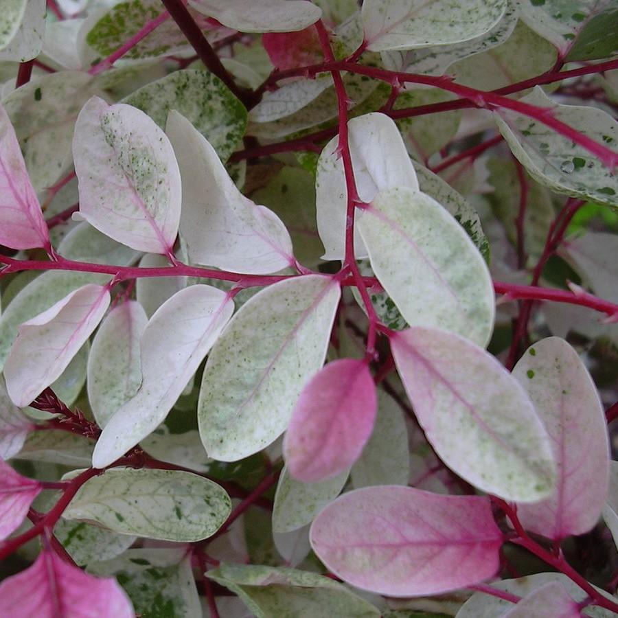 Breynia disticha ~ Snowbush-ServeScape