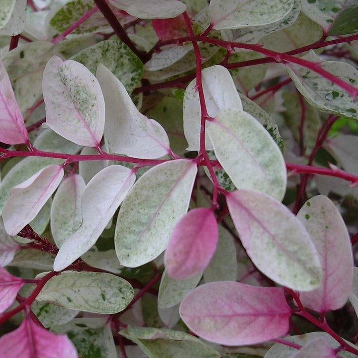 Breynia disticha ~ Snowbush-ServeScape