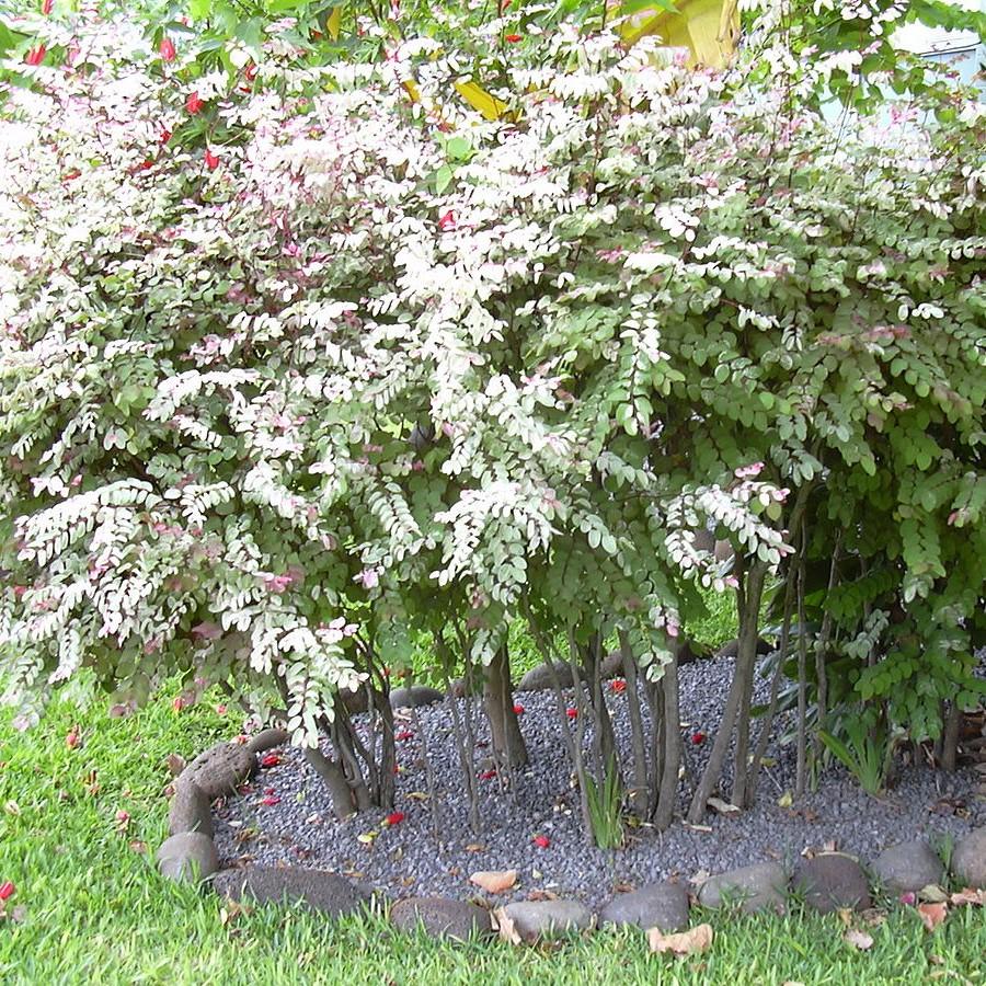 Breynia disticha ~ Snowbush-ServeScape