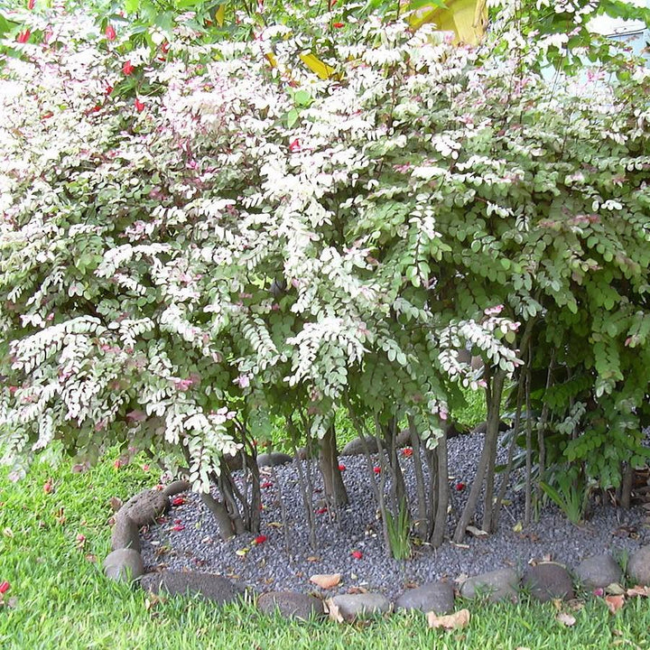 Breynia disticha ~ Snowbush-ServeScape