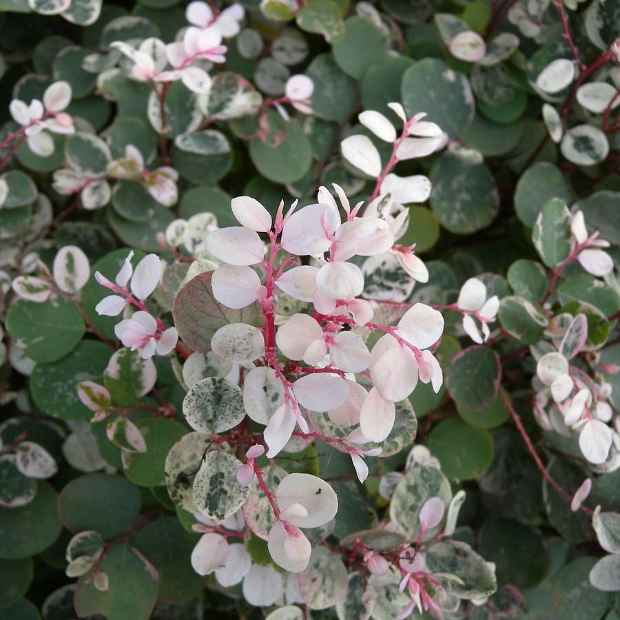 Breynia disticha ~ Snowbush-ServeScape