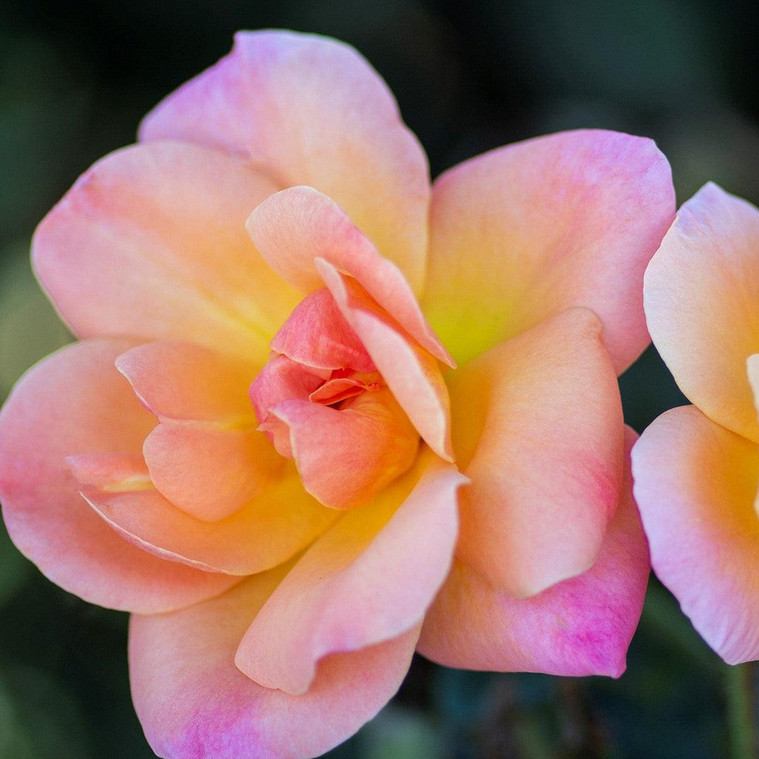 Rosa 'Radapshin' PP 32,875 ~ Bright & Shiny™ Rose-ServeScape