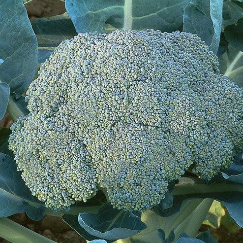 Heading Brassica Garden Pack-ServeScape