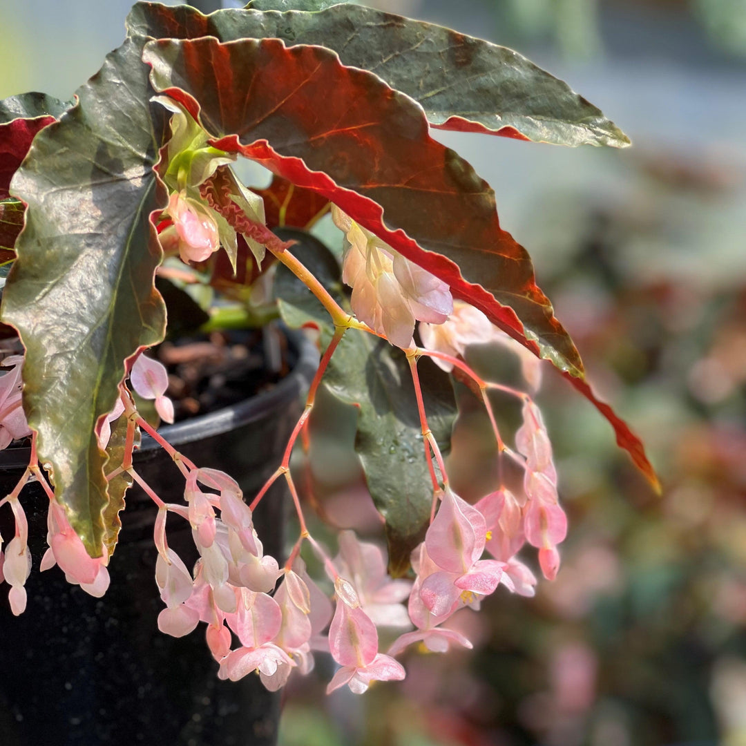 Begonia 'Bronze Cane' ~ Bronze Cane Begonia-ServeScape