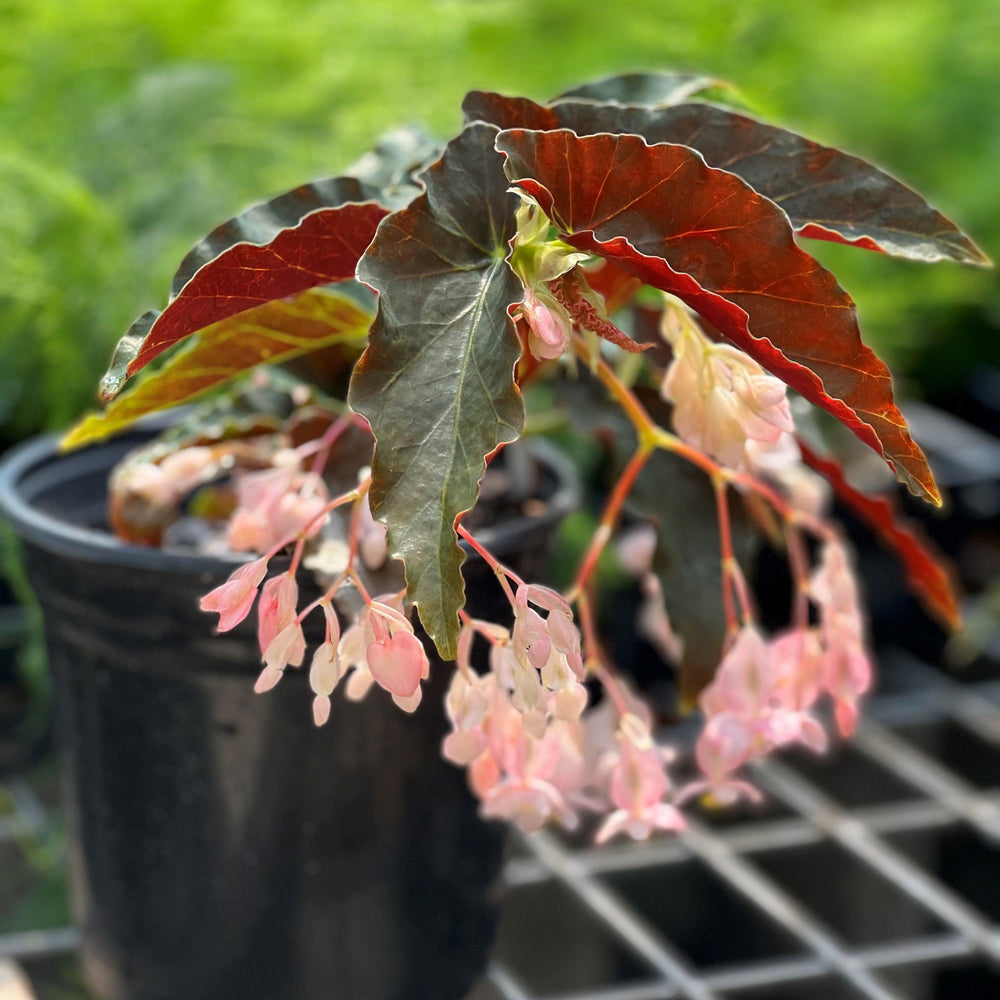 Begonia 'Bronze Cane' ~ Bronze Cane Begonia-ServeScape
