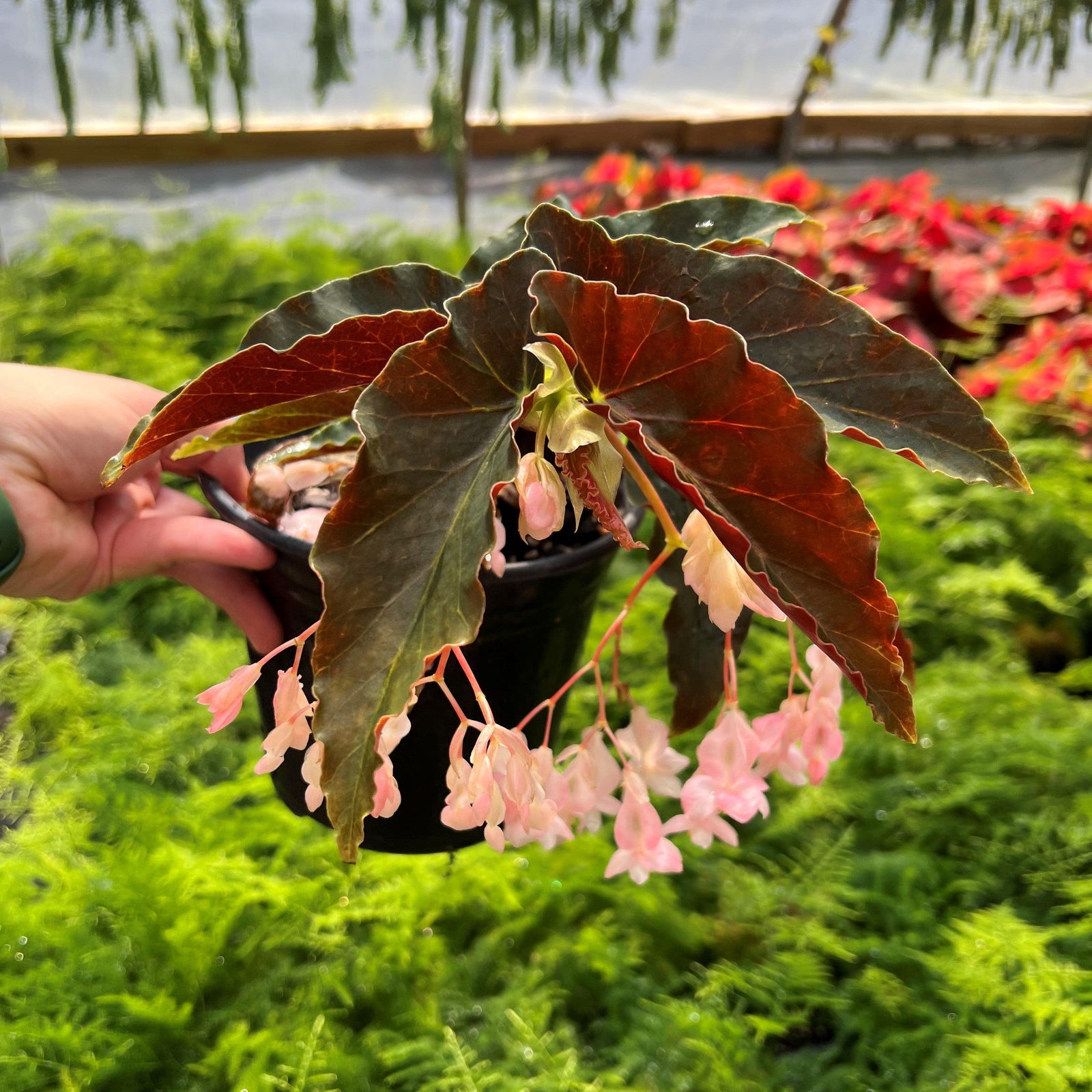 Begonia 'Bronze Cane' ~ Bronze Cane Begonia-ServeScape