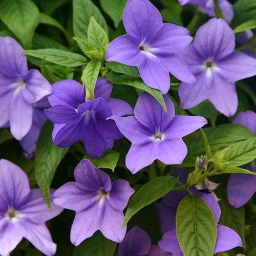 Browallia hybrid ‘UNHBR12’ ~ Endless™ Illumination Bush Violet-ServeScape
