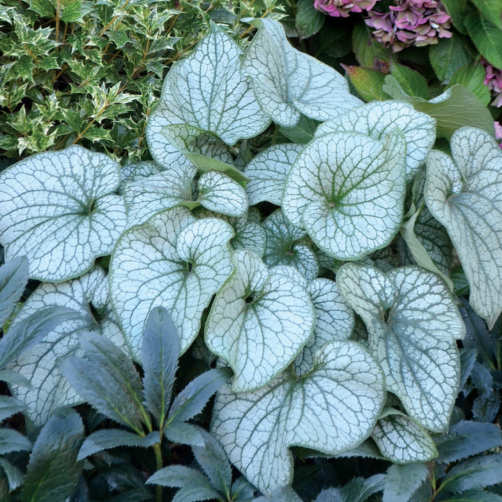 Brunnera macrophylla 'Alexander's Great' ~ Alexander's Great Siberian Bugloss-ServeScape