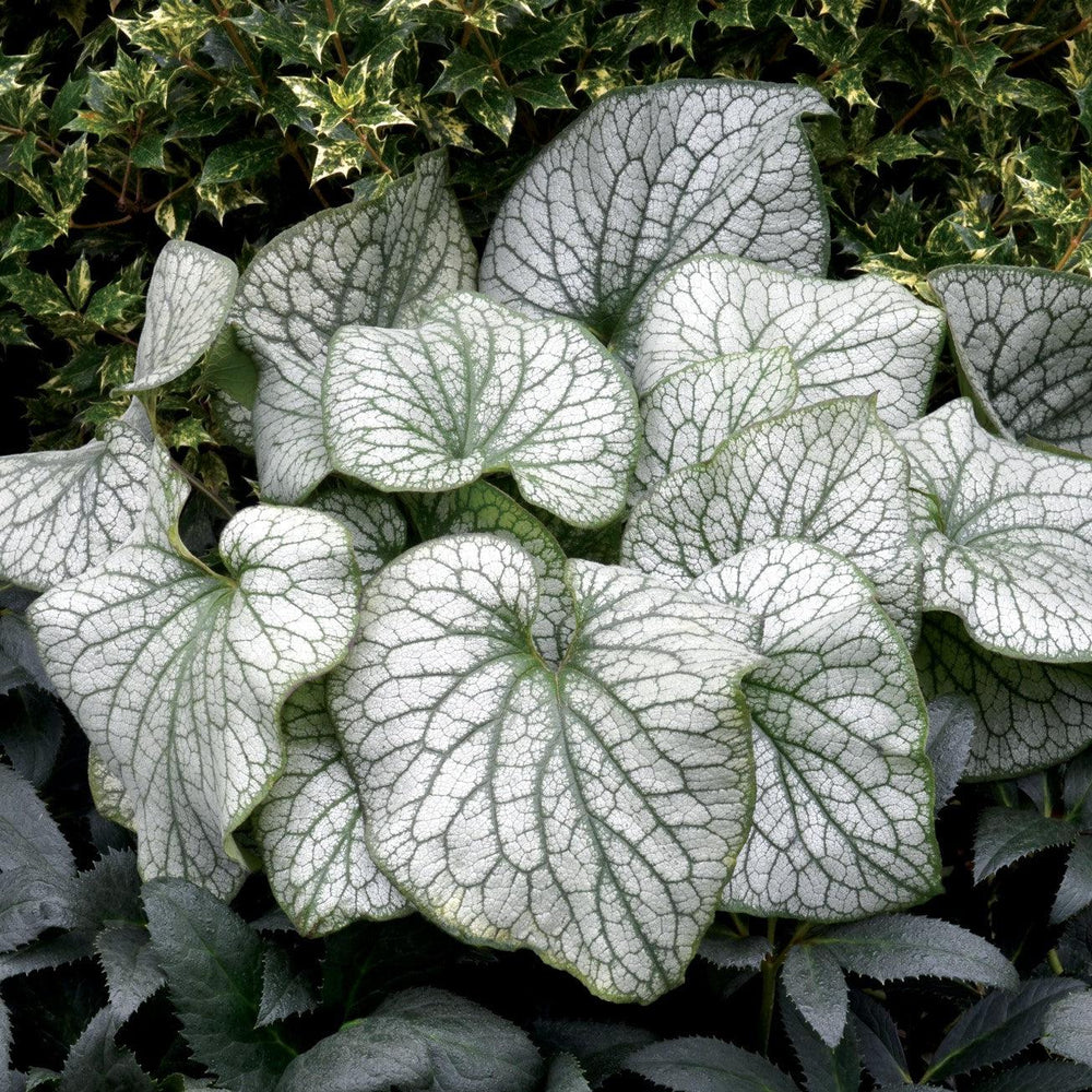 Brunnera macrophylla 'Alexander's Great' ~ Alexander's Great Siberian Bugloss-ServeScape