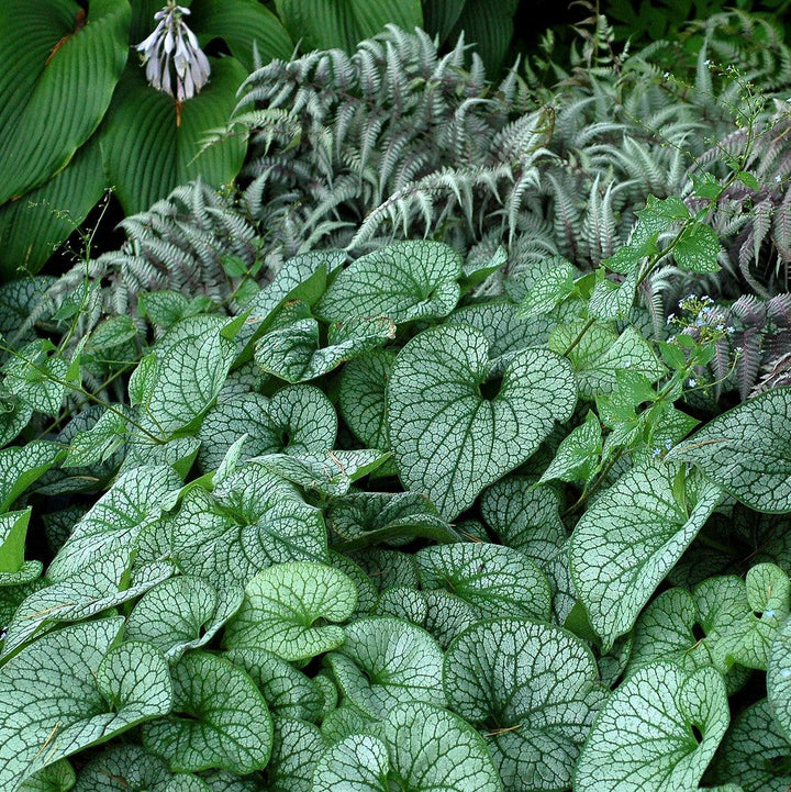 Brunnera macrophylla 'Alexander's Great' ~ Alexander's Great Siberian Bugloss-ServeScape