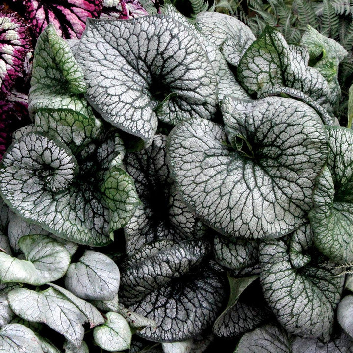Brunnera macrophylla 'Alexander's Great' ~ Alexander's Great Siberian Bugloss-ServeScape