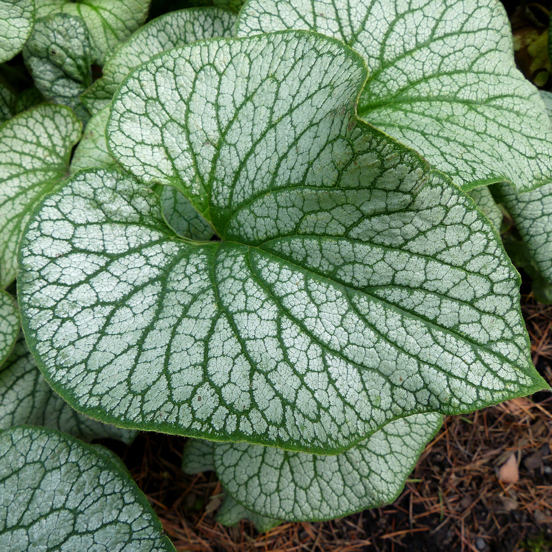 Brunnera macrophylla 'Alexander's Great' ~ Alexander's Great Siberian Bugloss-ServeScape