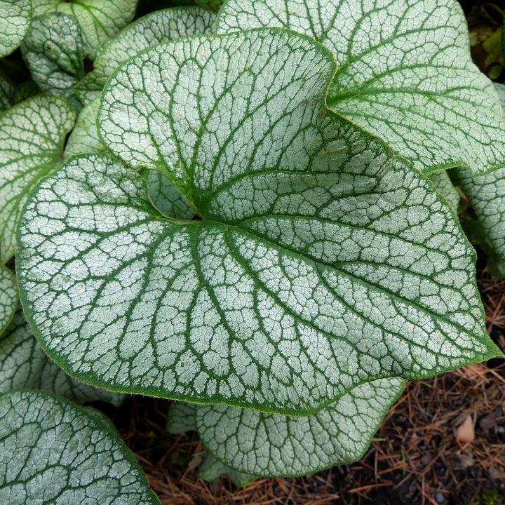 Brunnera macrophylla 'Alexander's Great' ~ Alexander's Great Siberian Bugloss-ServeScape