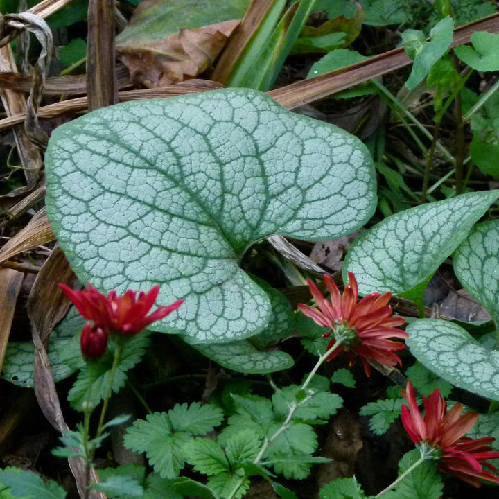 Brunnera macrophylla 'Alexander's Great' ~ Alexander's Great Siberian Bugloss - Delivered By ServeScape