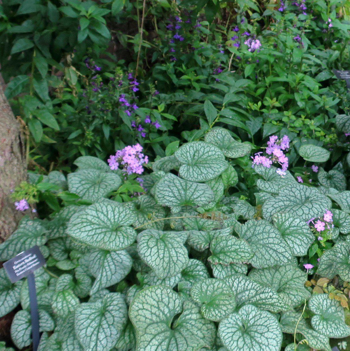 Brunnera macrophylla 'Alexander's Great' ~ Alexander's Great Siberian Bugloss-ServeScape