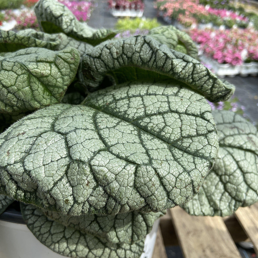 Brunnera macrophylla ‘Jack of Diamonds’ ~ Jack of Diamonds Heartleaf Brunnera - Delivered By ServeScape