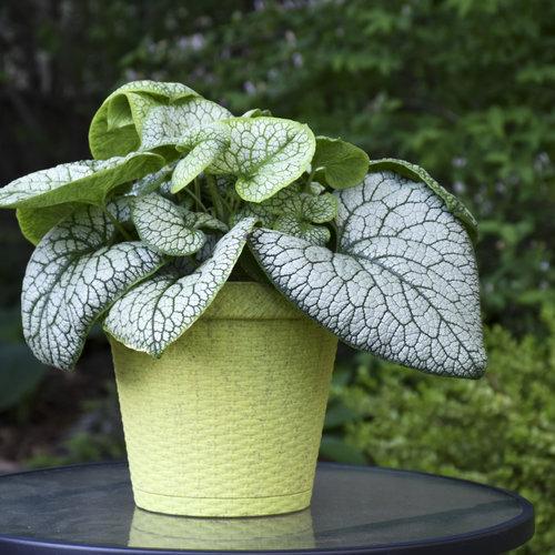 Brunnera macrophylla ‘Jack of Diamonds’ ~ Jack of Diamonds Heartleaf Brunnera-ServeScape