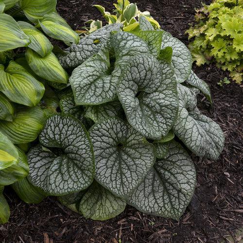 Brunnera macrophylla ‘Jack of Diamonds’ ~ Jack of Diamonds Heartleaf Brunnera-ServeScape