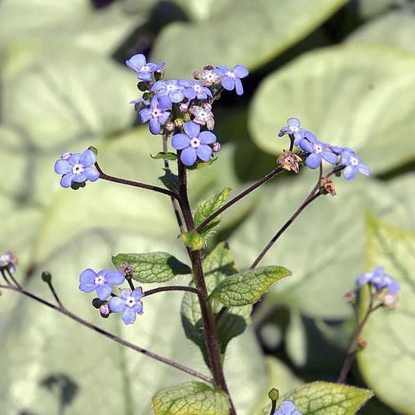 Brunnera macrophylla 'Looking Glass' ~ Looking Glass Siberian Bugloss-ServeScape