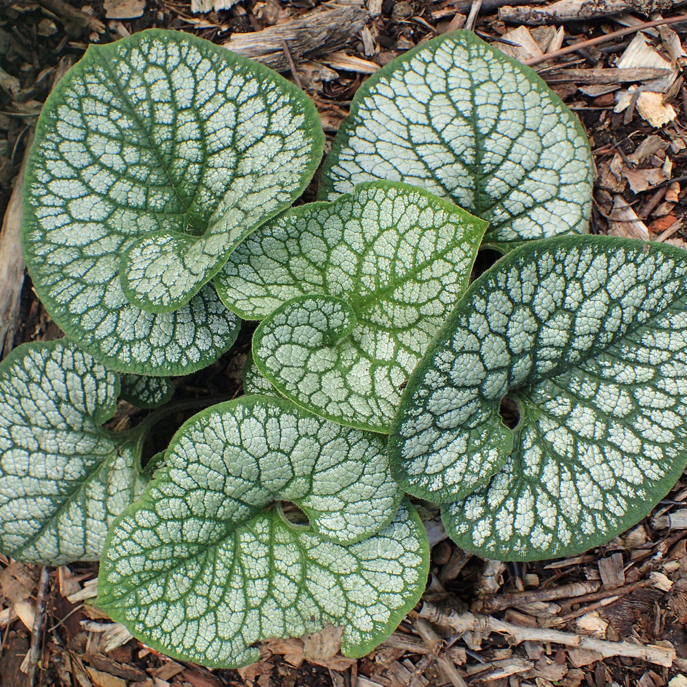 Brunnera macrophylla 'Sea Heart' ~ Sea Heart Siberian Bugloss-ServeScape