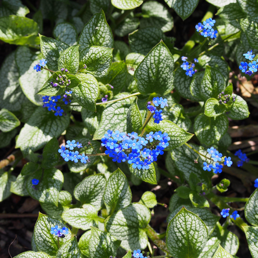 Brunnera macrophylla 'Sea Heart' ~ Sea Heart Siberian Bugloss - Delivered By ServeScape