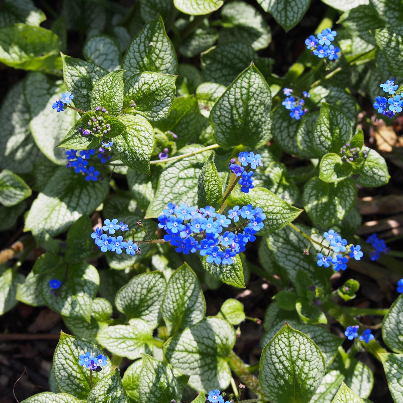 Brunnera macrophylla 'Sea Heart' ~ Sea Heart Siberian Bugloss - Delivered By ServeScape