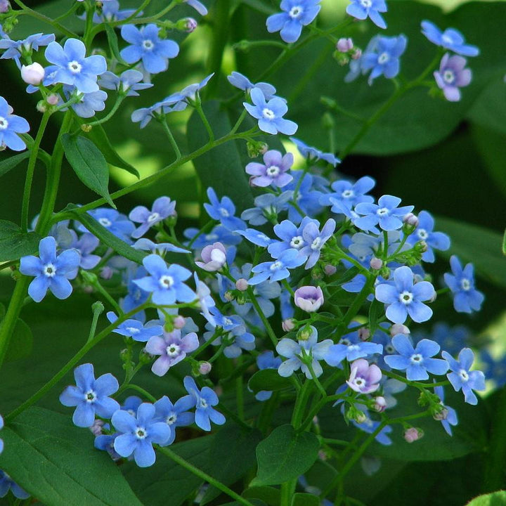Brunnera macrophylla ~ Siberian Bugloss-ServeScape