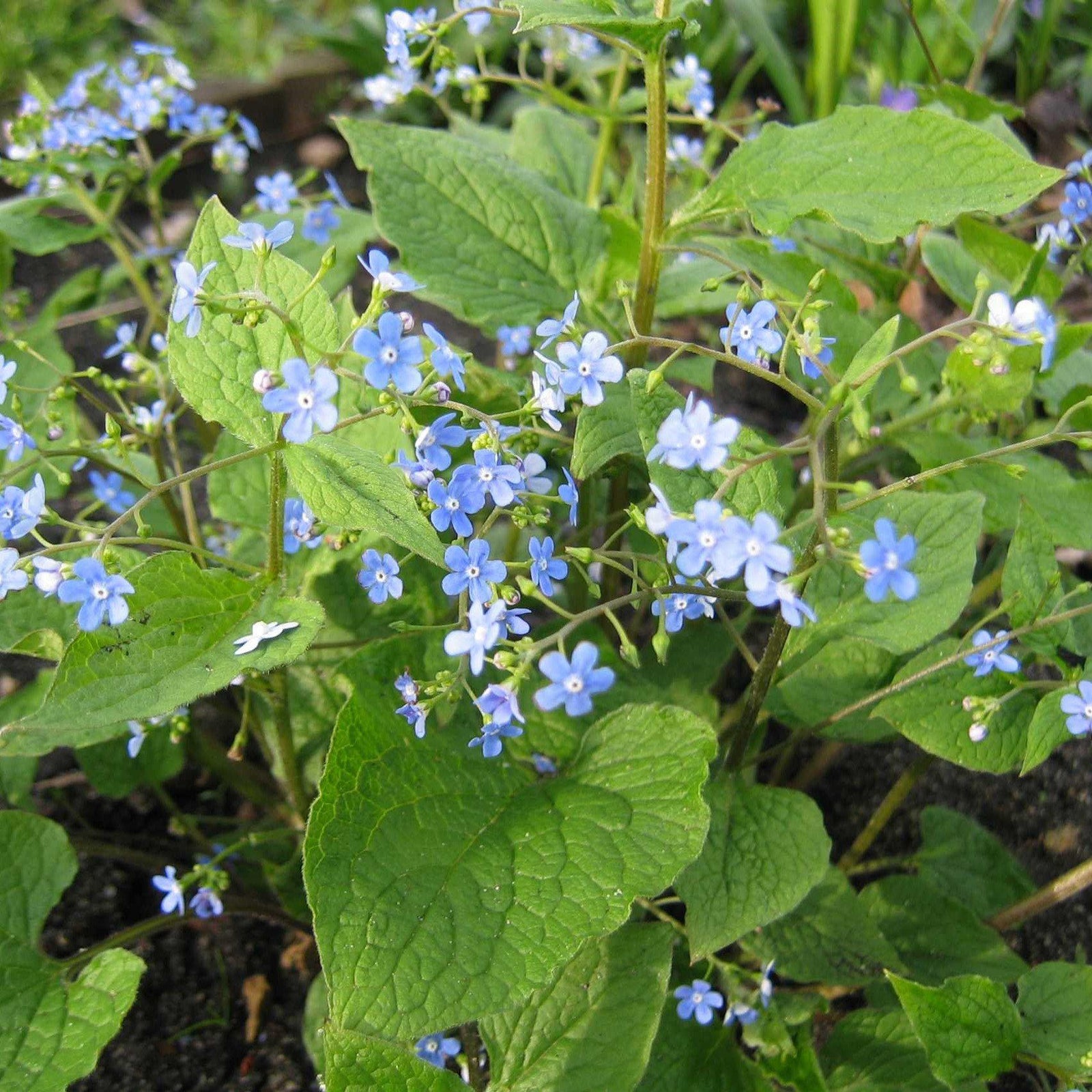 Brunnera macrophylla ~ Siberian Bugloss - Delivered By ServeScape