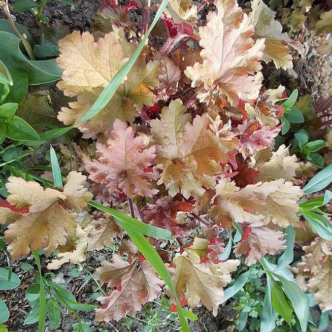 Heuchera x 'Marmalade' ~ Marmalade Coral Bells-ServeScape