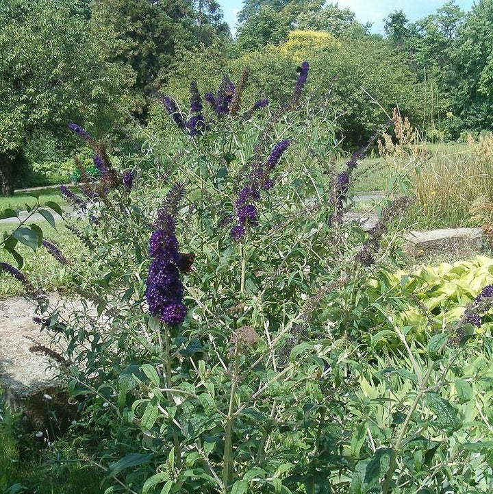 Buddleia 'Black Knight' ~ Black Knight Butterfly Bush-ServeScape