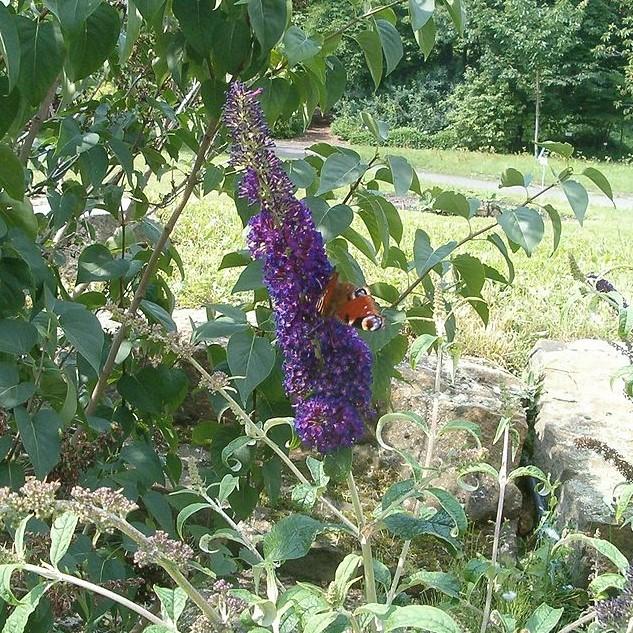 Buddleia 'Black Knight' ~ Black Knight Butterfly Bush-ServeScape
