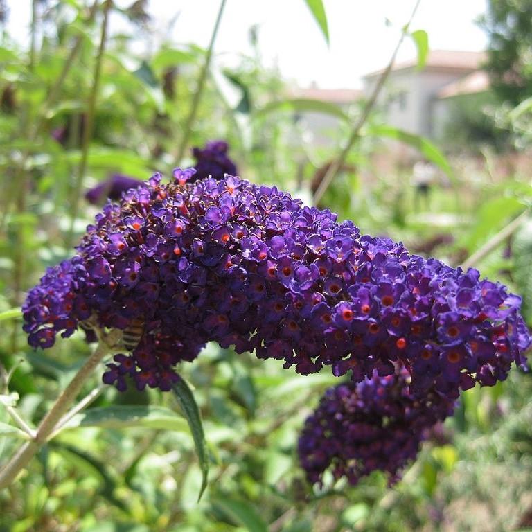 Buddleia 'Black Knight' ~ Black Knight Butterfly Bush-ServeScape