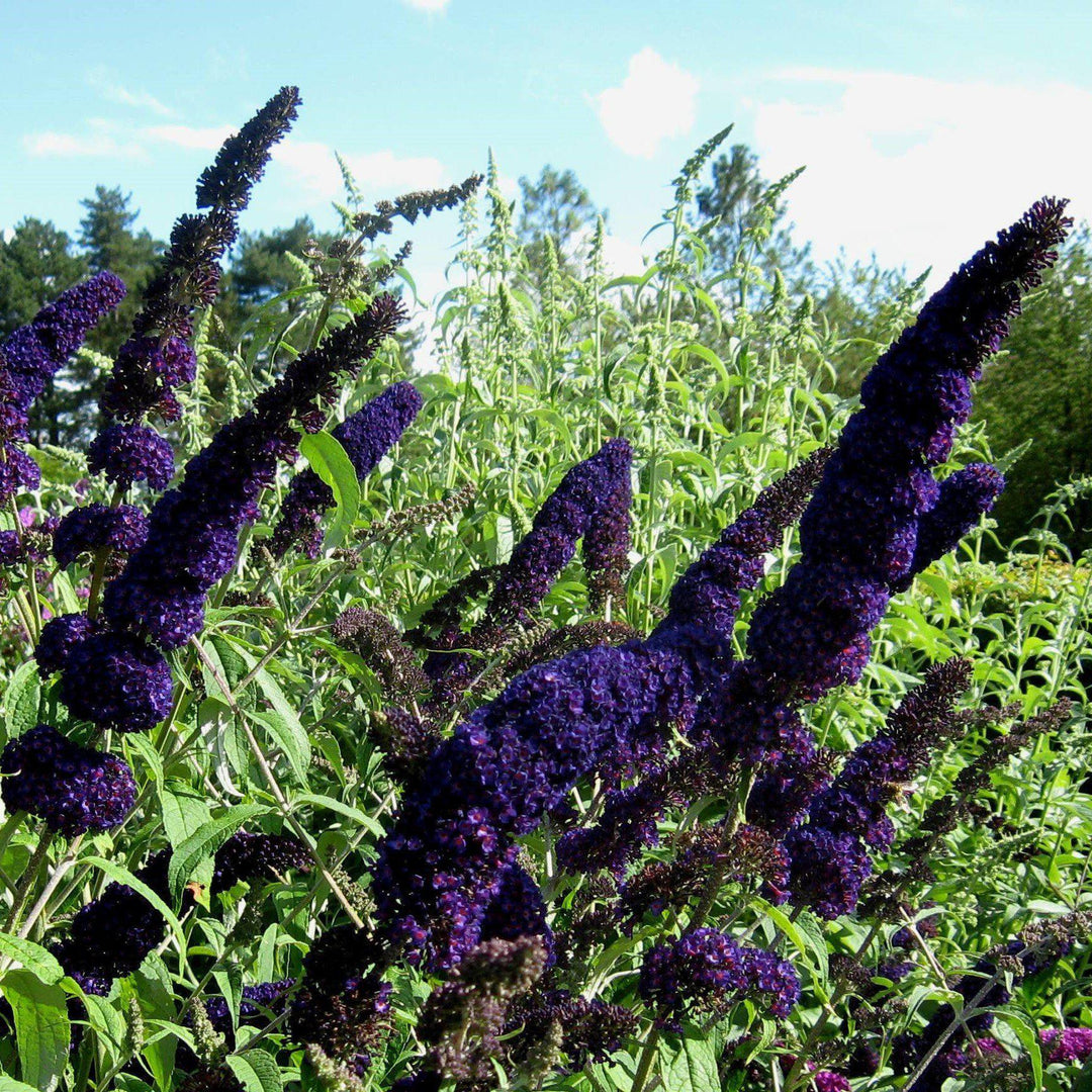 Buddleia 'Black Knight' ~ Black Knight Butterfly Bush - Delivered By ServeScape