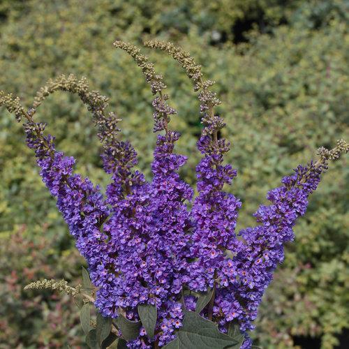 Buddleia 'Blue Chip Jr.' ~ Lo & Behold® Blue Chip Jr. Butterfly Bush-ServeScape