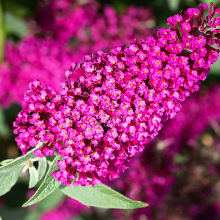 Buddleia 'Boscranz' ~ CranRazz™ Butterfly Bush - Delivered By ServeScape