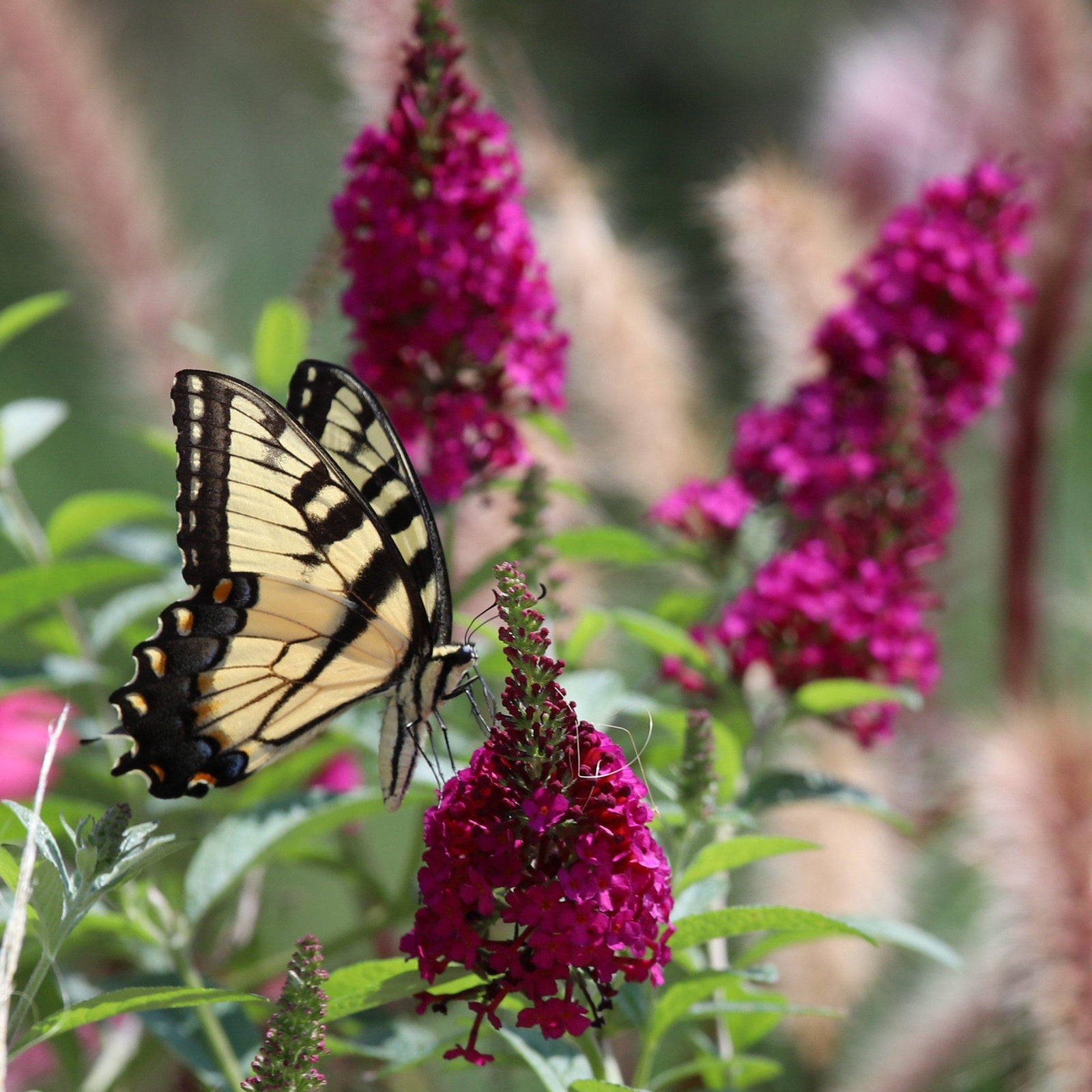 Buddleia 'Boscranz' ~ CranRazz™ Butterfly Bush-ServeScape