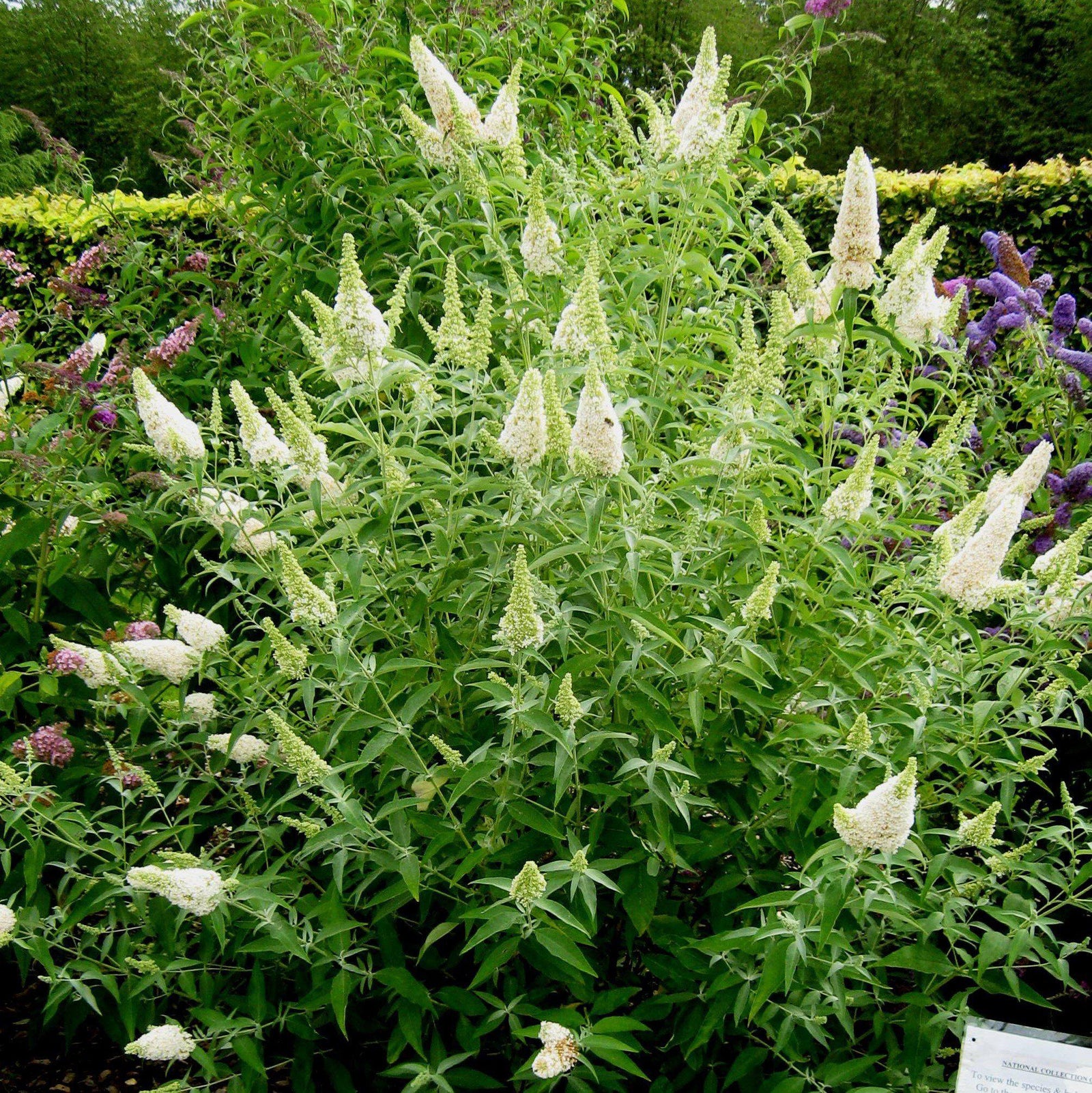 Buddleia 'Buzz Ivory' ~ Buzz™ Ivory Butterfly Bush-ServeScape