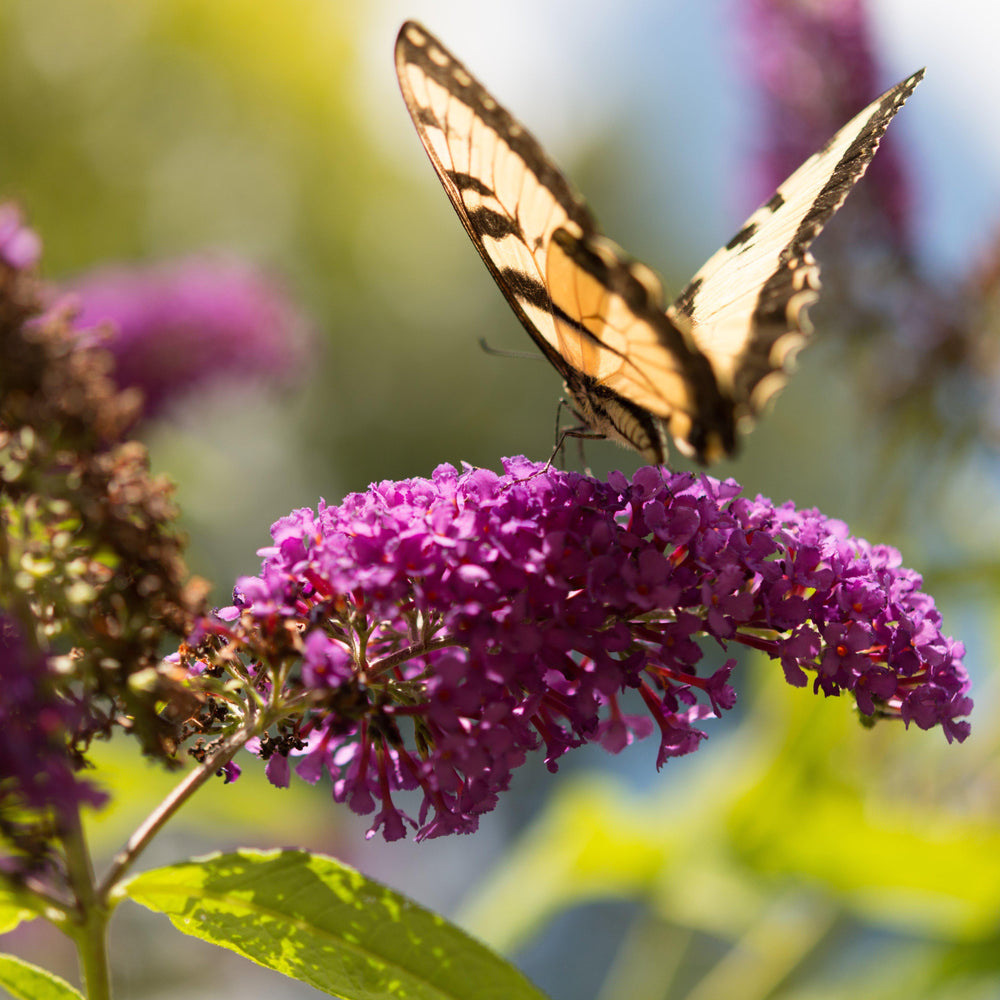 Buddleia 'Little Nugget' PP28152 ~ Humdinger® Little Nugget Butterfly Bush-ServeScape