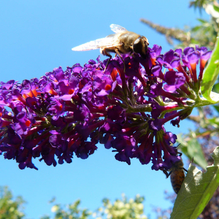 Buddleia 'Little Nugget' PP28152 ~ Humdinger® Little Nugget Butterfly Bush-ServeScape