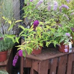 Buddleia 'Little Nugget' PP28152 ~ Humdinger® Little Nugget Butterfly Bush-ServeScape