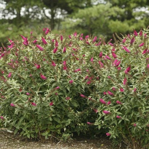 Buddleia 'Miss Molly' PP3425 ~ Miss Molly Butterfly Bush-ServeScape