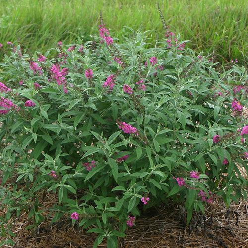 Buddleia 'Miss Ruby' PP19,950 ~Lo & Behold® Miss Ruby Butterfly Bush-ServeScape