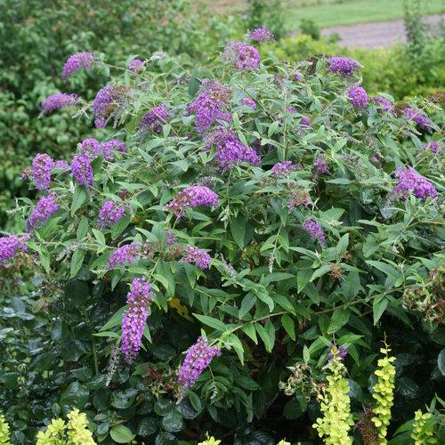 Buddleia 'Purple Haze' ~ Lo & Behold® Purple Haze Butterfly Bush-ServeScape