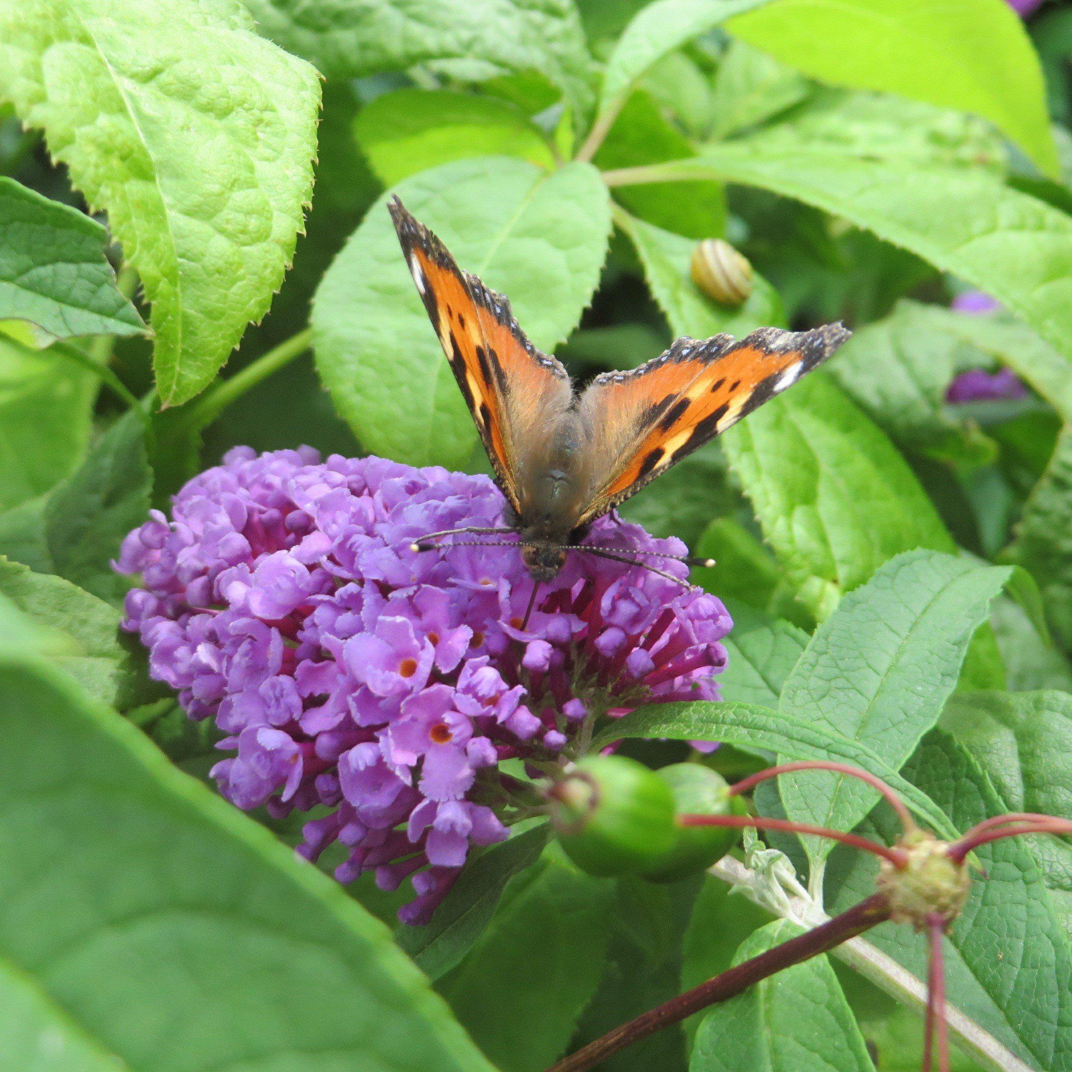 lavender butterfly plant Dapper™ Lavender Butterfly Bush