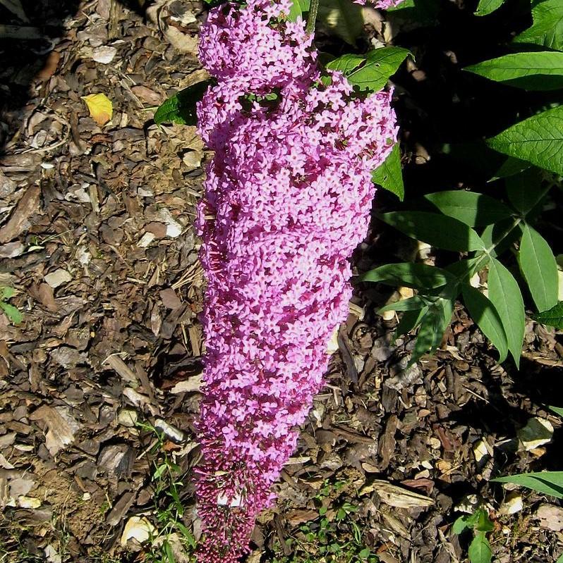 Buddleia davidii 'Pink Delight' ~ 'Pink Delight' Butterfly Bush-ServeScape