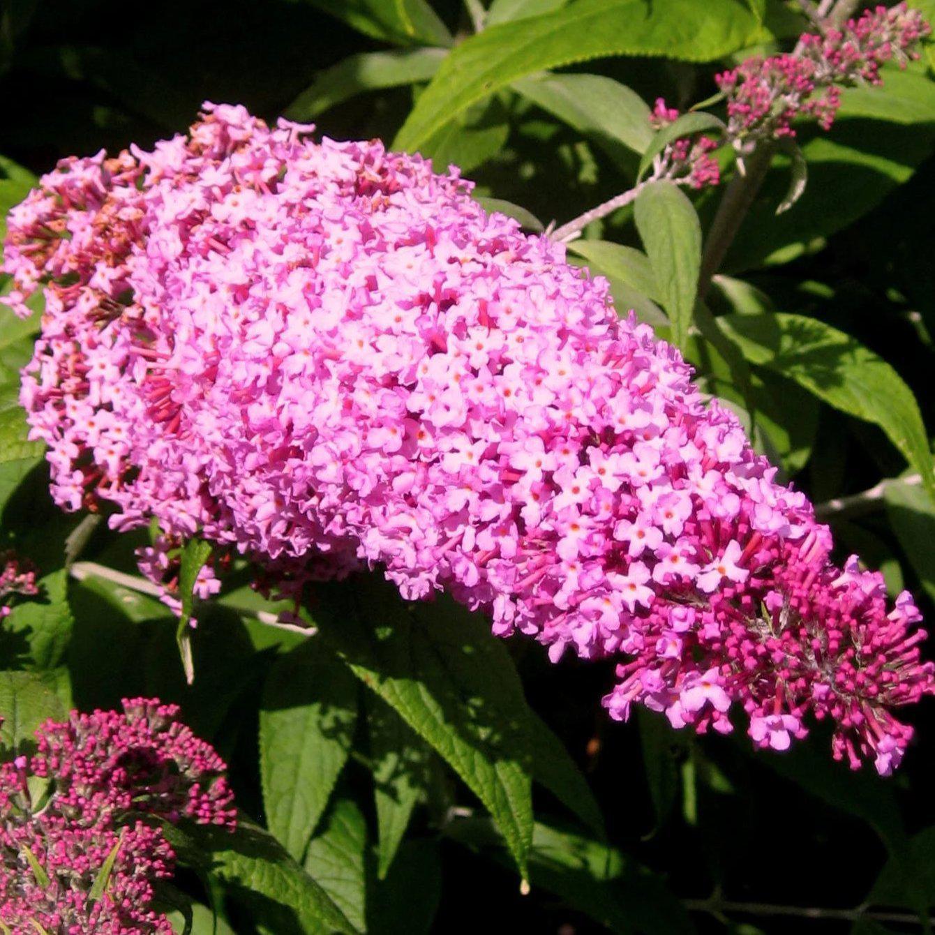 Buddleia davidii 'Pink Delight' ~ 'Pink Delight' Butterfly Bush - Delivered By ServeScape