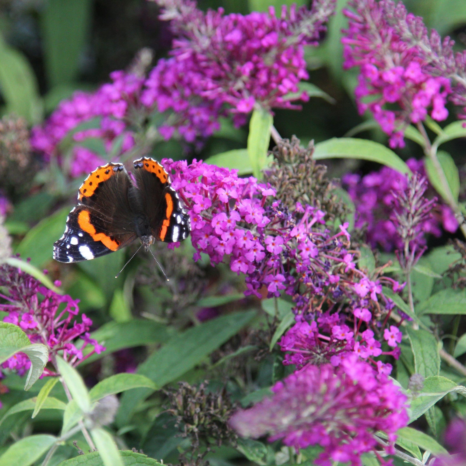 Buddleia davidii ‘Podaras 10’ ~ Flutterby Petite® Dark Pink Butterfly Bush-ServeScape