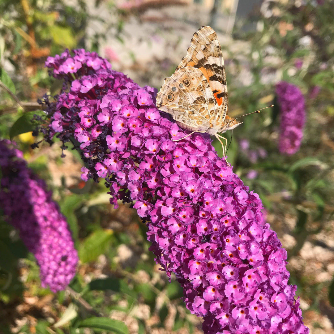 Buddleia davidii ‘Podaras 13’ ~ Flutterby Petite® Tutti Fruitti Butterfly Bush-ServeScape