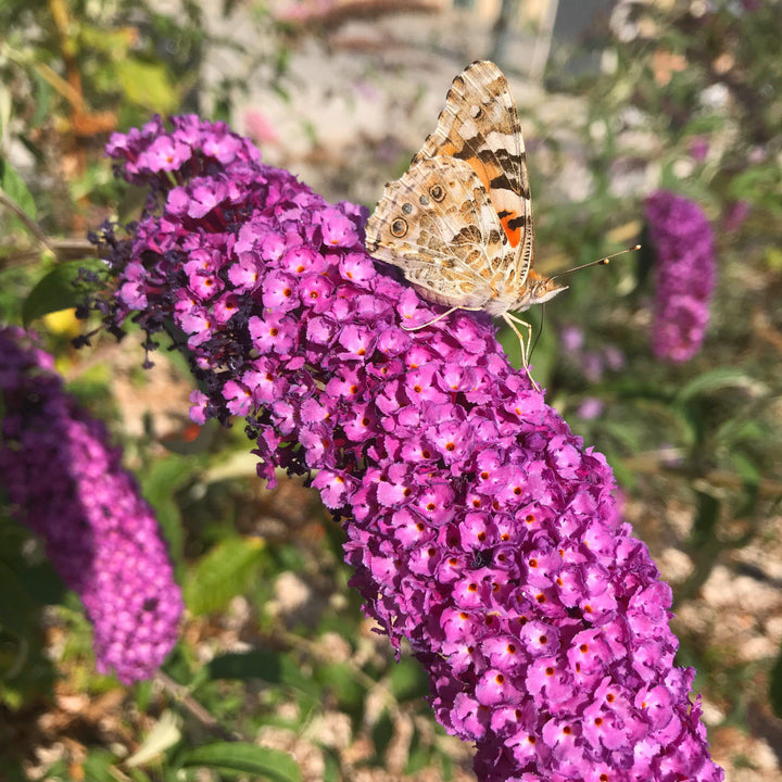Buddleia davidii ‘Podaras 13’ ~ Flutterby Petite® Tutti Fruitti Butterfly Bush-ServeScape